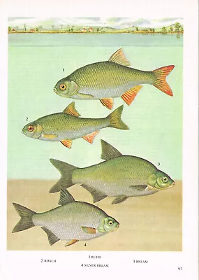 Rudd Roach Bream Silver Fish Print Picture Vintage 1985 IBOV#97 • $4.34