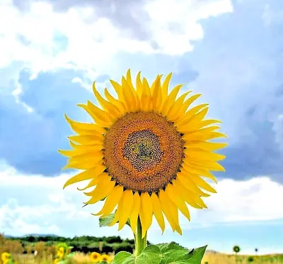 Giant Mongolian Sunflower 10 Seeds Spring Heirloom Huge Rare Huge Behemoth Usa • $3.99