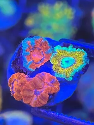 Acan Pack - Reef Kingdom Coral Salt Water Tank WYSIWYG • $20