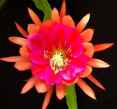 Epiphyllum Seeds ('Letty May' X 'Bohemienne') Orchid Cactus Seeds • $8