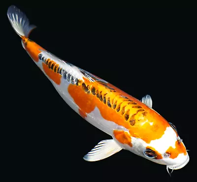 Live Koi Fish 11-12  Doitsu Kujaku Female Koibay • $145