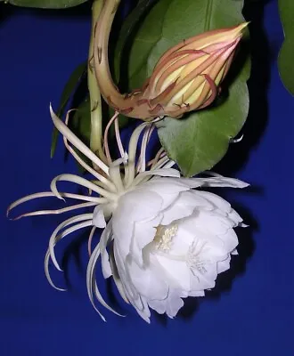 CUTTING - Epiphyllum Oxipetalum 'Queen Of The Night' - 4-6  - Succulent Plant • $10.95