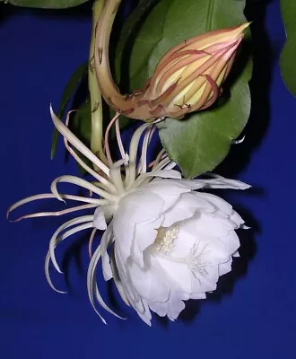 CUTTING W/ Root - Epiphyllum Oxipetalum 'Queen Of The Night' - 4-6  • $15.95