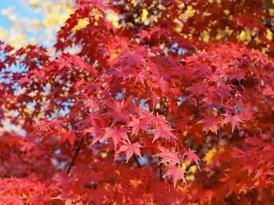 Acer Palmatum 'Japanese Maple' Seeds • £2.99