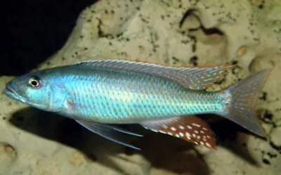 X3 Champsochromis Caeruleus F1 African Malawi Cichlid Tropical Fish 6cm • £29.95
