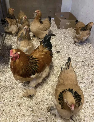 6 Buff Colombian And Blue Buff Colombian BRAHMA  LF HATCHING EGGS   INCUBATION • £12