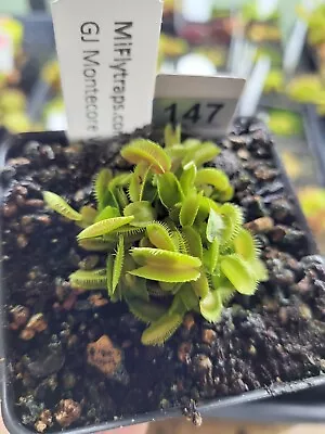 Potted GJ Montecore Venus Flytrap Dionaea- Grown Indoors- Read Description #147 • $50