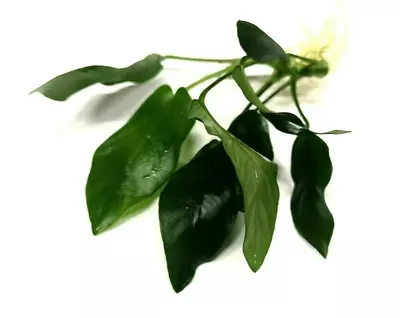 £4.48 • Buy Anubias Nana Live Aquarium Aquatic Plants Tropical Aquascape Bogwood Hardscape