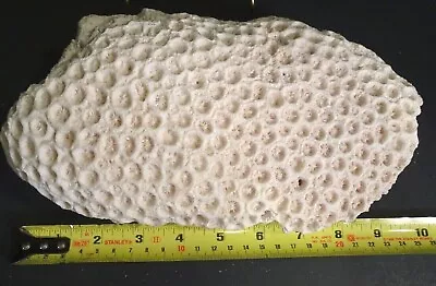 Authentic Brain Coral 10  Long 5  Wide About 5 Lbs Nice Piece Great Condition • $35