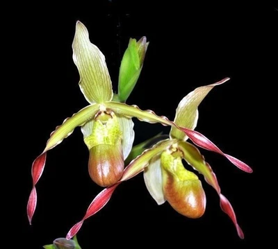 $41 • Buy Phragmipedium Sorcerer's Apprentice