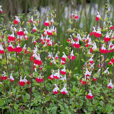 Salvia X Jamensis Hot Lips Eye-Catching Red White Flowers Plant 9cm & 17cm Pot • £9.55