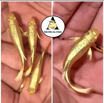 $14.95 • Buy 1 Male-Live Aquarium Guppy Fish High Quality - Full Gold 24k VIP