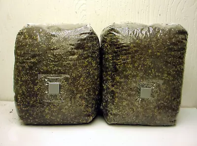 LARGE ALL-IN-ONE 2 Pack Dung Lovers Mushroom Grow Kits - Millet + CVG Sub! • $28.99