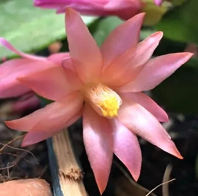 1x Mohawk Zygo Cactus Schlumbergera Cutting • $9.80