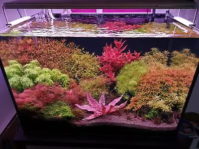 £10.67 • Buy 25 Live Aquarium For Aquatic Tropical Fish Tank Plants Live Coldwater Bunched 