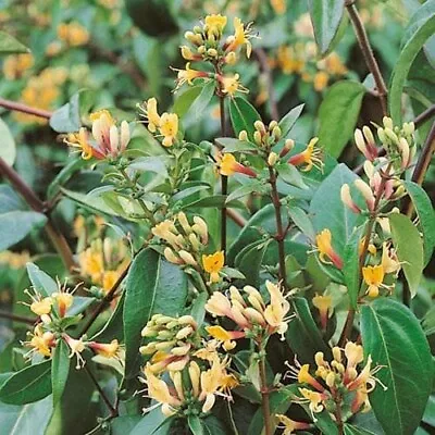 Lonicera Honeysuckle Copper Beauty 9 Cm Pot Climbing Plant Evergreen • £9.99