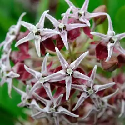 Milkweed SHOWY Perennial Asclepias Monarch Butterfly Host Plant 50 Seeds! • $4.48