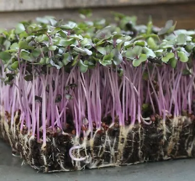 Red Acre Cabbage MICROGREEN Seeds | Heirloom | Non-GMO | Seeds For Sprouting • $160