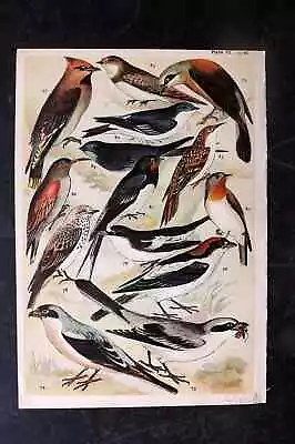 Gordon C1900 Bird Print. Shrike Waxwing Flycatcher Swallow Martin 06 • $20.21