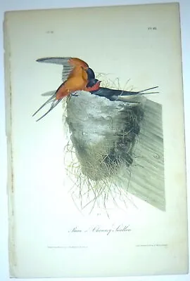 Audubon 1st Ed Octavo    BARN OR CHIMNEY SWALLOW   Birds Of America Hand-colored • $175