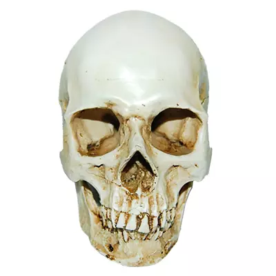 Lifesize 1:1 Human Skull Replica Resin Model Anatomical Medical Skeleton • $16.95