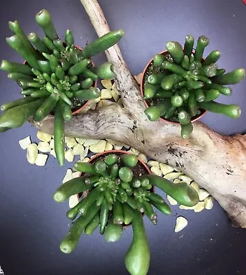 Crassula Ovata Horn Tree| Gollums Fingers| In 5 Cm Pot • £8.50