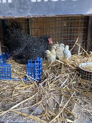 £7.99 • Buy 6 Fertile Hatching Chicken Eggs Mixed Breeds Maran Cream Legbar Olive Egger 