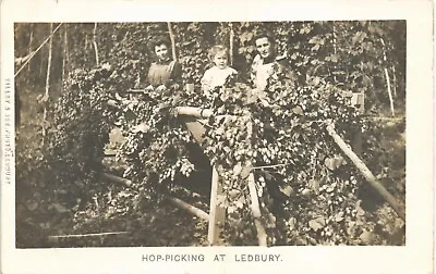 Ledbury. Hop-Picking At Ledbury By Tilley & Son. • £25