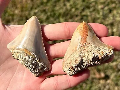 Indonesian Megalodon Teeth LOT OF 2 Natural Fossil Shark Tooth Indonesia Meg • $49.99