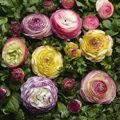 Ranunculus Seeds Mache Vanilla Bicolor Medley 25 Pelleted Seeds • $7.75