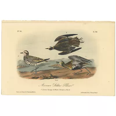 Audubon Birds Octavo 2nd Ed 1856 H/c Lithograph Pl 316 American Golden Plover • $25.35