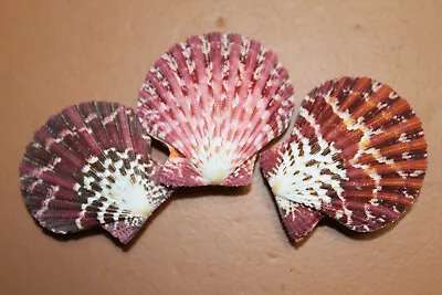 Pecten Pallium Identical Pairs Sea Shells ~ Tapestry Patterns Free Ship! SS-258 • $18.24