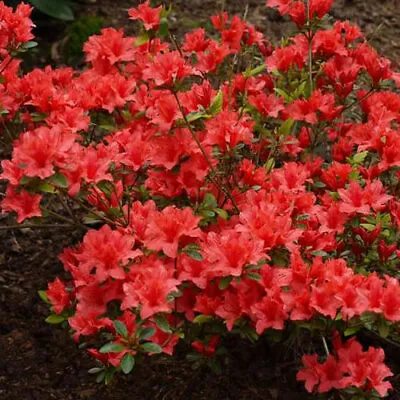 1 X Azalea 'orange Beauty' Japanese Evergreen Shrub Hardy Plant In Pot • £9.99