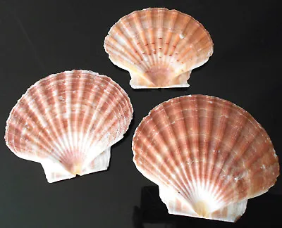 $9.99 • Buy 3 Irish Flat Scallops Shells Seashell 3 -4  Crafts Beach Cottage Nautical Decor