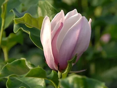 Magnolia Plant Pink/white Flowers George Henry Kern 9cm Pot Hardy Shrub/tree • £12.49