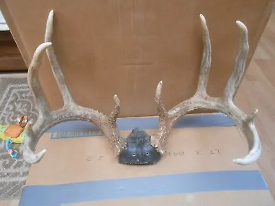 134  Sweet Typical 5x5 WHITETAIL DEER RACK Antlers Mule Mount Taxidermy Elk Cape • $145