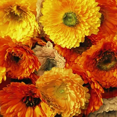 Calendula Seeds Annual Flower Garden Plants 'Art Shades' 1 Packet Of Seeds T&M • £2.99