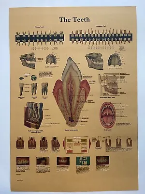 Human Anatomy Poster Vintage Medical Posters Tooth Teeth Mouth Educational Print • $11.99