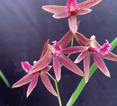 $11.95 • Buy Orchids Dockrillia Red Devil ‘Journey’ X Tweetas  ‘My’s Choice’ 50mm Pots