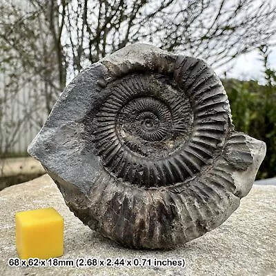 Beautiful Dactylioceras Ammonite Fossil Yorkshire Jurassic • $16.71