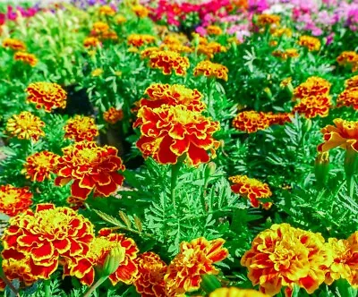 French Marigold Flower Seed Mix | Non-GMO | Heirloom | Fresh Annual Flower Seeds • $160