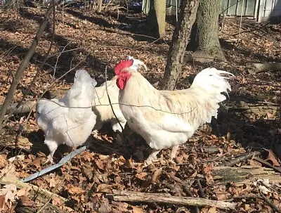 10 ++ French Standard Splash Marans Hatching Eggs - Cedar Hill Marans Line • $35