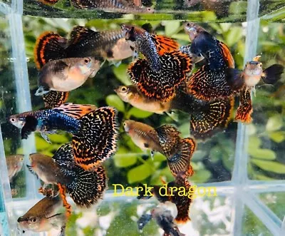 1 TRIO   - Live Aquarium Guppy Fish High Quality - Dark Dumbo Dragon • $39.95