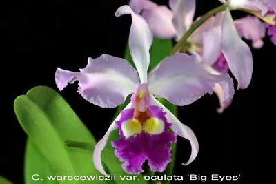 RON Cattleya Orchid C. Warscewiczii Var. Occulata 'Big Eye X Self FLOWERING SIZE • $49