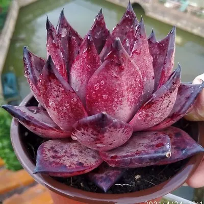 Echeveria Romeo  🏵️ 3cm Diameter  • $9