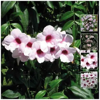 PANDOREA Pink Jasminoides X12 Seeds. Bower Of Beauty. Native Evergreen Jasmine • $6.05