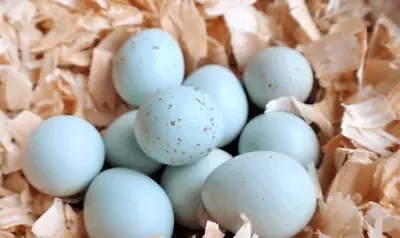 12+ Fertile Hatching Celadon Plus Mix Quail Eggs Speedy Priority Mail Quick Ship • $39.99