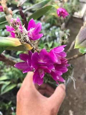 DO -  Dendrobium Victoria Pinky (laevifolium X Victoria-reginae)  Mini Orchid • $30