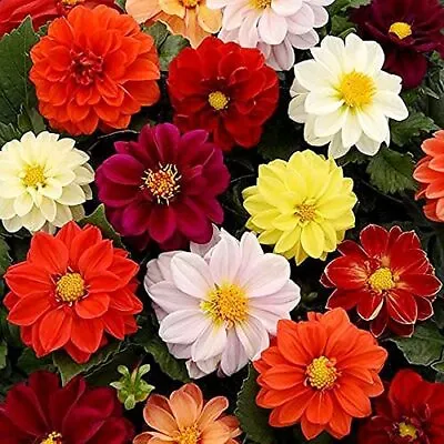 Unwins Bedding Dahlia Seeds | 20 - 400 Seeds | Non-GMO | Free Shipping | 1234 • $1.99