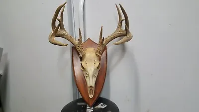 Nice 7x7 WHITETAIL DEER RACK ON PLAQUE Mule Antlers Sheds Taxidermy Elk • $200